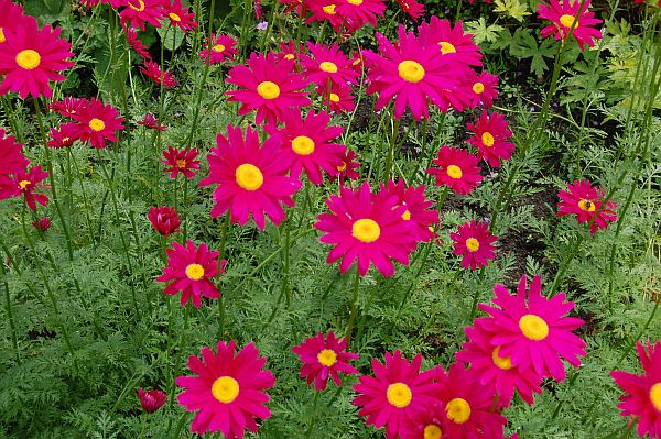 Tanacetum Coccineum Robinsons red (1080)